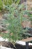 pt 7-14 3stalks whole plant 27inches.jpg