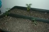 mini breed 1 - og1 x pt & og2.jpg