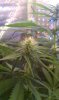 IMAG0112.jpg