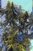 led buds.jpg