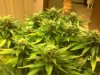 Nov 12 2012 - week 5 of 8.jpg
