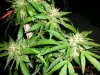 bottom colas.jpg