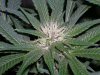 Pink Bud.jpg