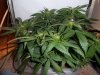 SAM_0613 - CopyA.jpg
