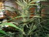 Day 52 Pineapple Express 5.jpg