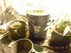 DSCN4013.jpg DSCN4013.jpg