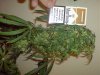 DSC00054.jpg
