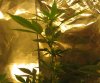 Ron plant 1.JPG