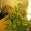 Ron Plant 3.JPG