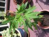 plant 2.jpg