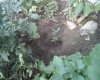 IMG00114.jpg