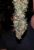 bud from closet.jpg