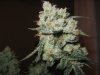 OG KUSH.JPG