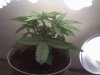 day 29 male...jpg