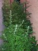 100_1036.JPG