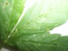 plants 001.jpg