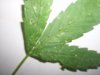 plants 002.jpg