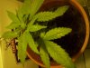 plants.jpg
