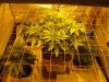 4 weeks cOnkeys grow 010.jpg