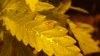 DSC05612.jpg