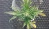 plant4.jpg