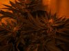 11-27-12 flower 6 TGA.jpg