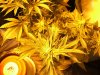 11-27-12 flower room 5 TGA.jpg
