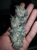 Bud.jpg