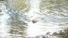 swimming at swan creek 002.jpg