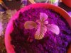 peyote purple. fem.jpg