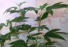 Veg-Week8-Picture-2.JPG