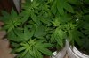 Veg-Week8-Picture-3.JPG