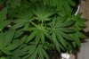 Veg-Week8-Picture-4.JPG