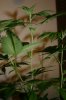 Veg-Week8-Picture-5.JPG