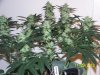 Scrog 21 003.jpg