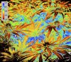 False color_NDVI_Float.jpg