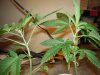 White Russian x Pineapple Kush 010.jpg