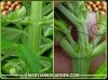 male-vs-female-marijuana-plants-1.jpg