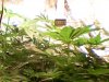 GrowMan_24102012_1700.jpg GrowMan_24102012_1700.jpg