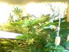 GrowMan_20112012_2039.jpg GrowMan_20112012_2039.jpg