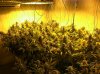 west coast horticulture organics.jpg