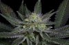 Oregon Blues #2 @ 40 days (6 of 6).jpg Oregon Blues #2 @ 40 days (6 of 6).jpg