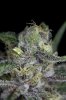 Oregon Blues #3 @ 40 days (3 of 6).jpg Oregon Blues #3 @ 40 days (3 of 6).jpg