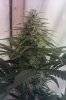 5 week sour diesel.jpg