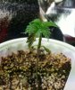 whitewidow1.jpg