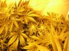 12-2-12 flower room 1 Qrazy train trainwreck pheno.jpg