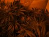 12-2-12 flower room 2 qrazy train trainwreck pheno.jpg
