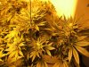 12-2-12 flower room 3 qrazy train querkle pheno.jpg