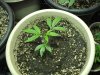 12-2-12 veg room 3 chernobyl cut.jpg