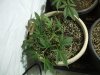 12-2-12 veg room 5 qrazy train cut.jpg